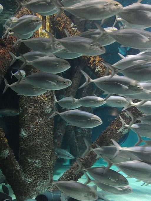 Fische im Aquarium of the Americas in New Orleans, USA