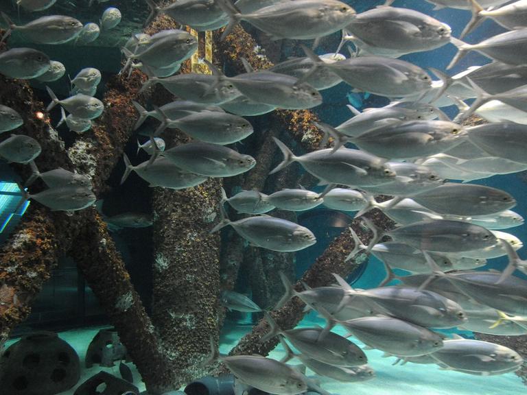 Fische im Aquarium of the Americas in New Orleans, USA