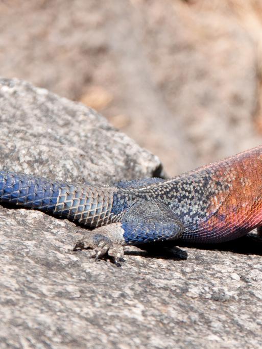 Ein bunter Gecko sitzt auf einem Stein