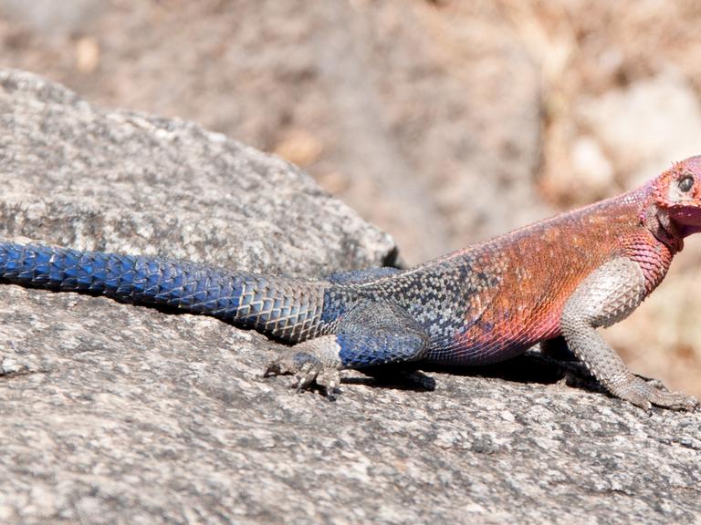 Ein bunter Gecko sitzt auf einem Stein