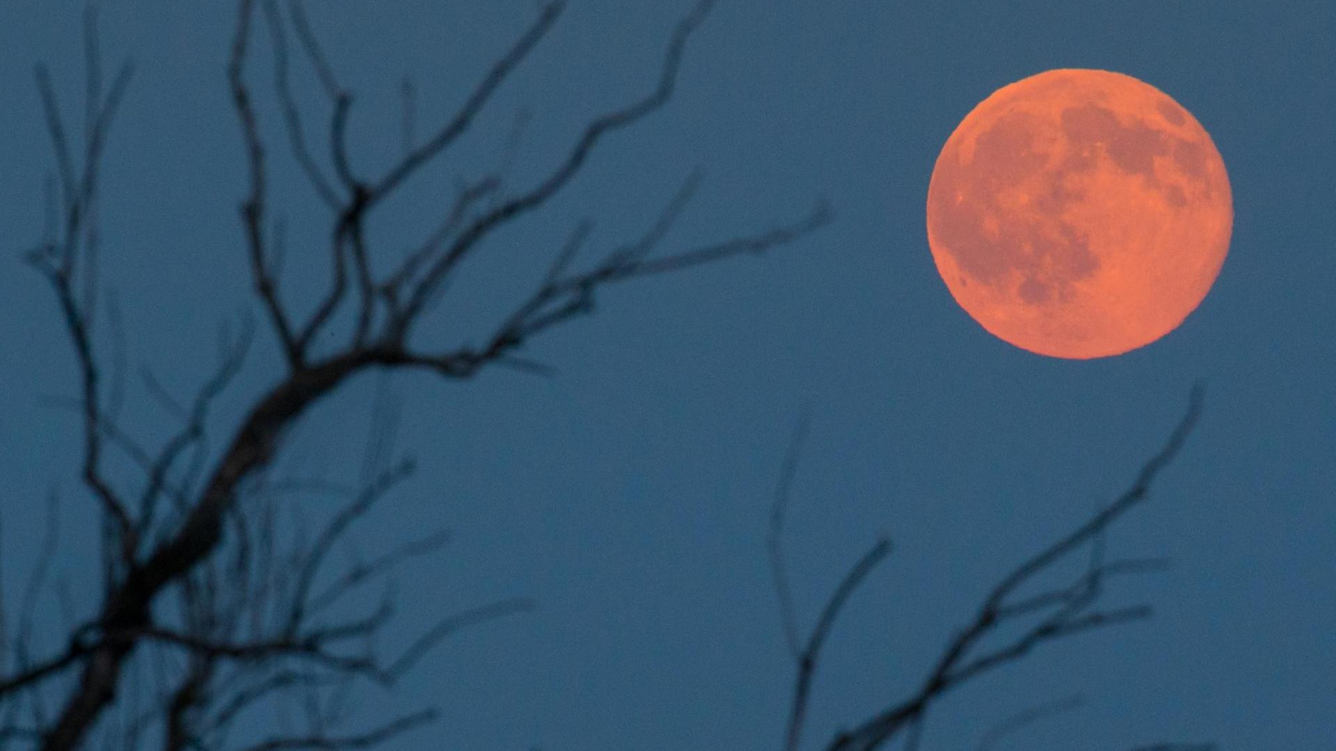 Der Vollmond leuchtet rötlich am 20.06.2016 nahe Jacobsdorf im Landkreis Oder-Spree (Brandenburg) hinter einem alten Baum.