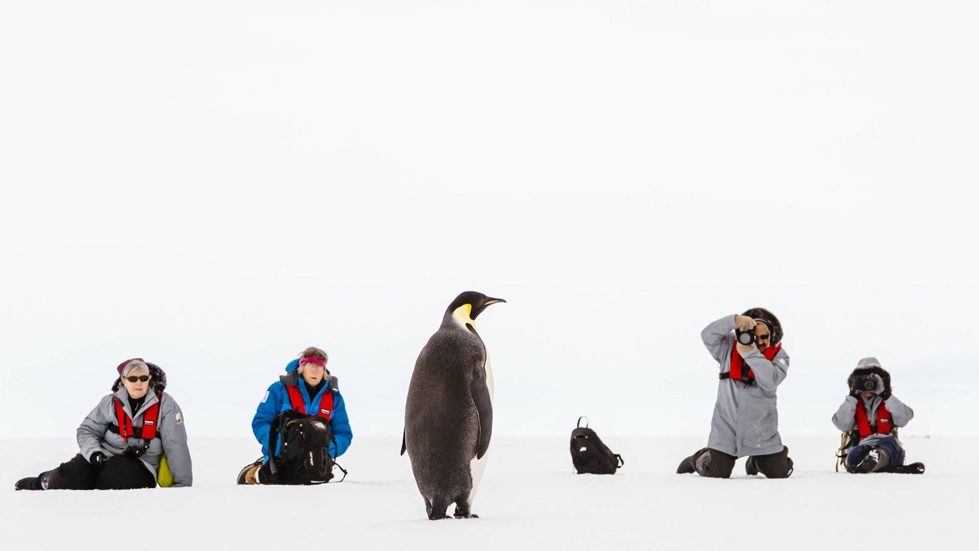 Touristen fotografieren einen Pinguin in der Antarktis.