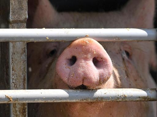 Ein Schwein ist hinter dem vergitterten Fenster eines Tiertransportes vor dem Tönnies Schlachthof in Weißenfels zu sehen.