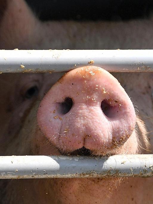 Ein Schwein ist hinter dem vergitterten Fenster eines Tiertransportes vor dem Tönnies Schlachthof in Weißenfels zu sehen.