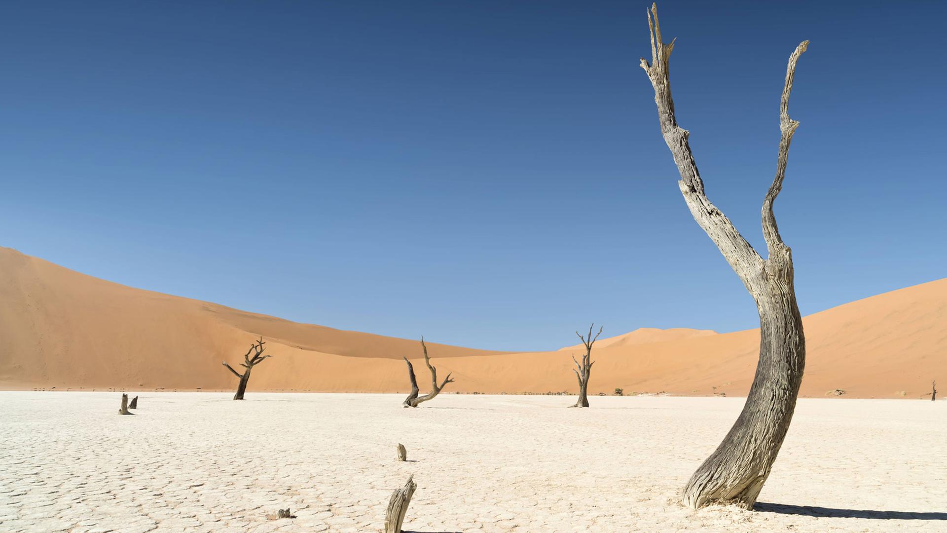 Die Wüste Namib kann dem Klimawandel zum Opfer fallen.