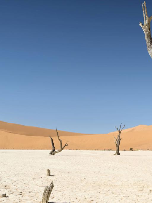 Ein dürrer Baum im Wüstensand