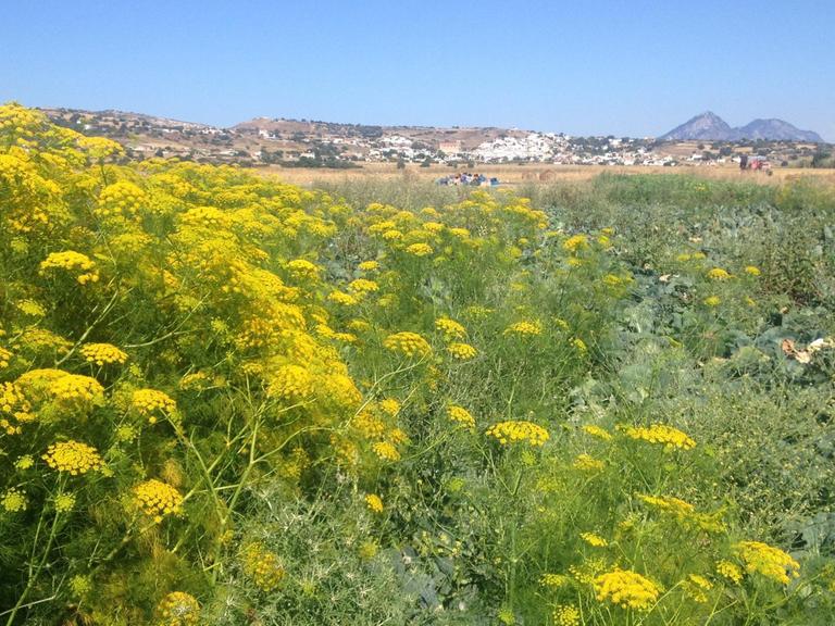 Eine Landschaft mit dem maronitischen Dorf Korucam(Nordzypern) im Hintergrund.