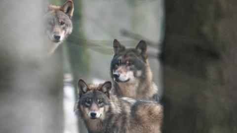 Drei Wölfe (Canis Lupus Lupus), aufgenommen am 18.01.2017 in einem Gehege des Biotopwildpark Anholter Schweiz in Isselburg (Nordrhein-Westfalen).