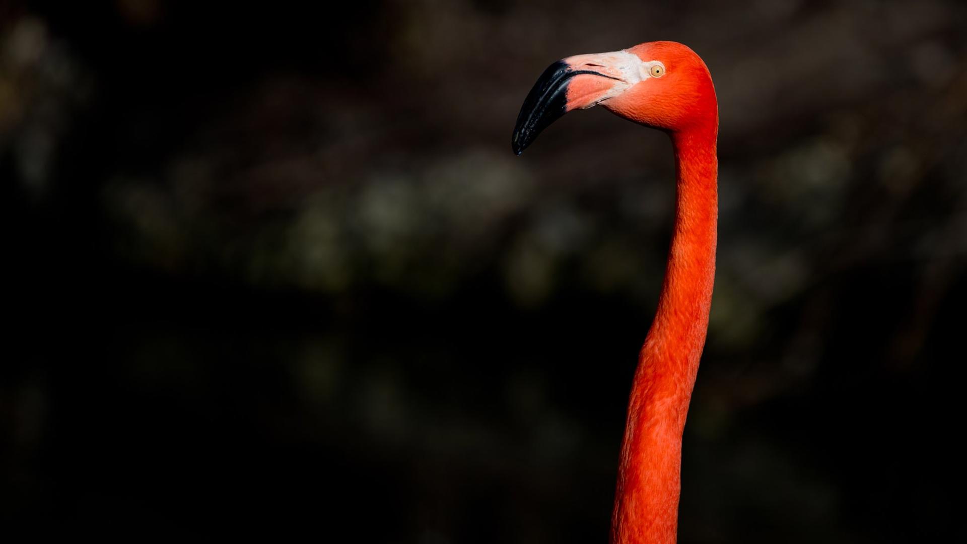 Ein Flamingo im Tierpark Hellabrunn in München, 2014.