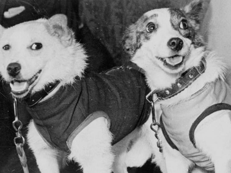 Die beiden Hunde Belka und Strelka, 1960