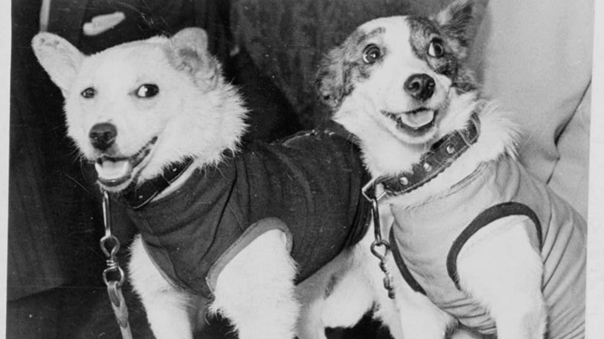 Vor 60 Jahren startete Sputnik 5 - Zwei Hunde im Weltraum