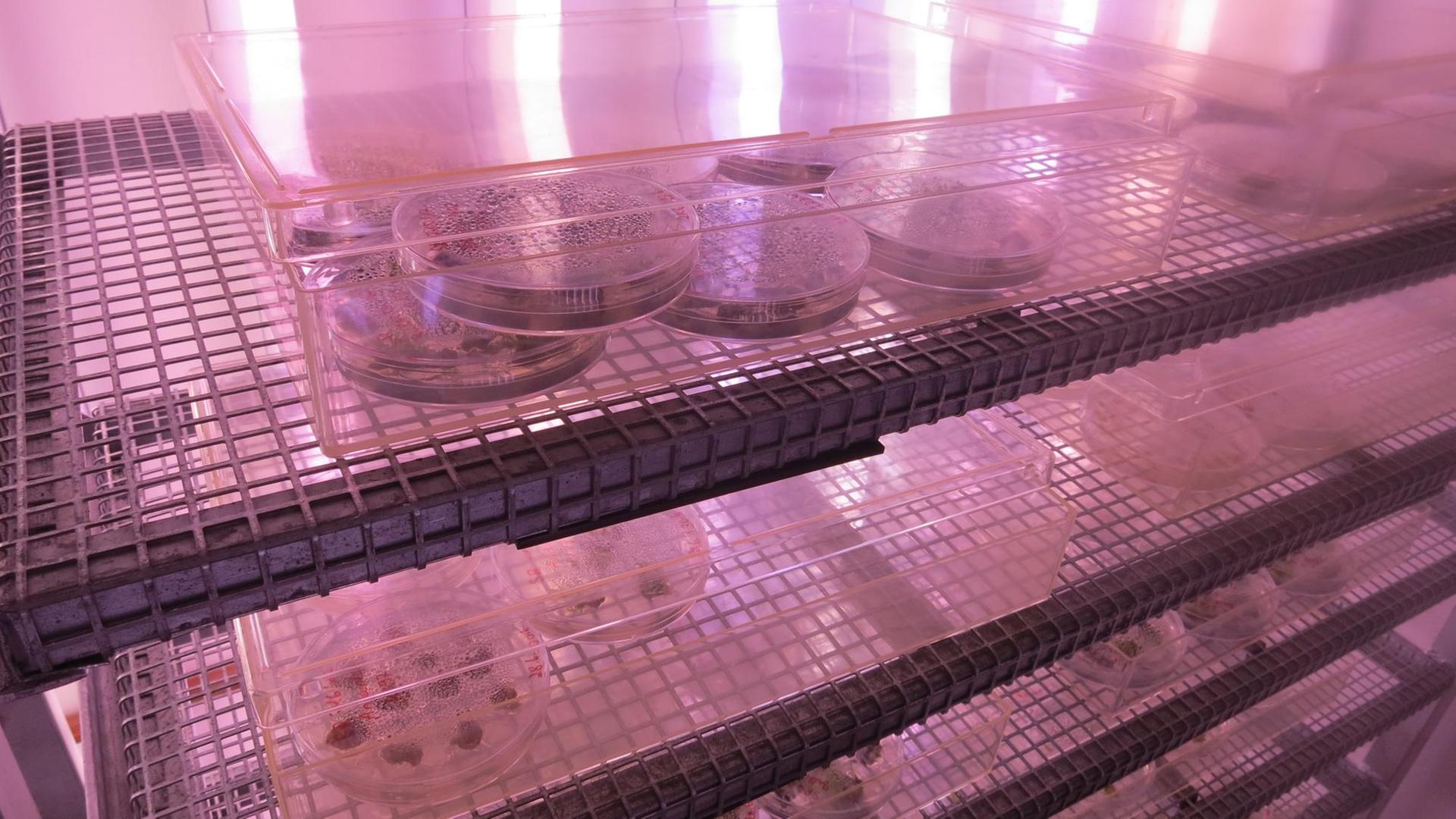 Petrischalen von genveränderten Kartoffel-Zellkulturen