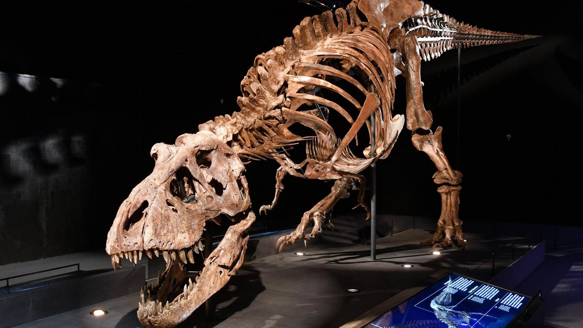 Skelett eines originalen Skeletts eines Dinosaurus T.rex das am Gut Aiderbichl im Rahmen einer Dinosaurier Ausstellung Dino-Live in einer entsprechenden Halle aufgebaut ist. Das Skelett ist 12 Meter lang und 5 Meter hoch. Dieses Bild zeigt eine Schrägansicht des Skeletts 2017 - Skelett eines originalen Skeletts eines Dinosaurus T.rex das am Gut Aiderbichl im Rahmen einer Dinosaurier Ausstellung Dino-Live in einer entsprechenden Halle aufgebaut ist. Skeleton a Originals Skeleton a Dinosaurus T Rex the at well Aiderbichl in Frame a Dinosaurs Exhibition Dino Live in a appropriate Hall up is the Skeleton is 12 Metres long and 5 Metres vertical This Picture shows a Oblique the Skeleton 2017 Skeleton a Originals Skeleton a Dinosaurus T Rex the at well Aiderbichl in Frame a Dinosaurs Exhibition Dino Live in a appropriate Hall up is