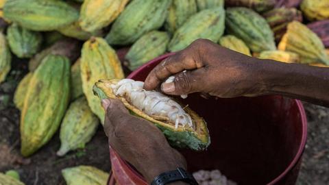 Ein Bauer sitzt auf einem Hocker vor ihm liegen mehrere Kakao-Früchte. Er schneidet eine auf. Das Bild zeigt in Nahaufnahme seine Händer.