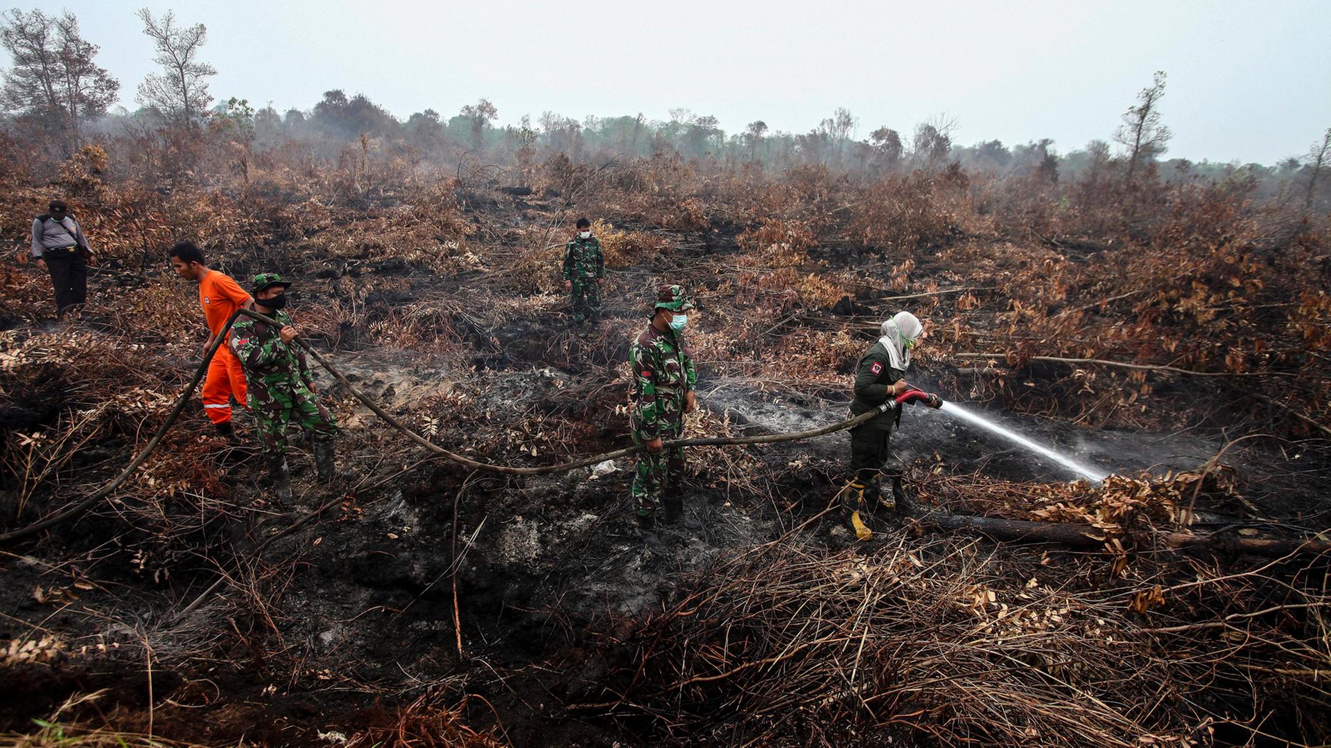 Ein abgebranntes Waldgebiet auf Sumatra (Indonesien) 