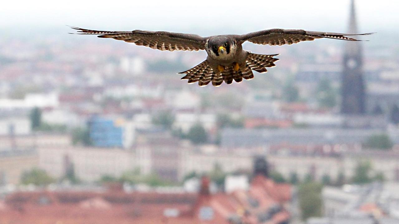 Ein erwachsener Wanderfalke (Falco Peregrinus) fliegt am 16.05.2013 über der City von Leipzig (Sachsen)