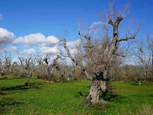 Grünes Gras, darauf tote Bäume: Im Salento vertrocknen die uralten Olivenhaine.