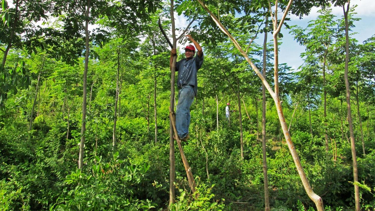 In Nicaragua: Ein Kleinbauer steht auf Holzleiter an Baumstämmen gelehnt, Serebó (Schizolobium amazonicum),stickstofffixierende Baumart, verbessert  die Bodenfruchtbarkeit