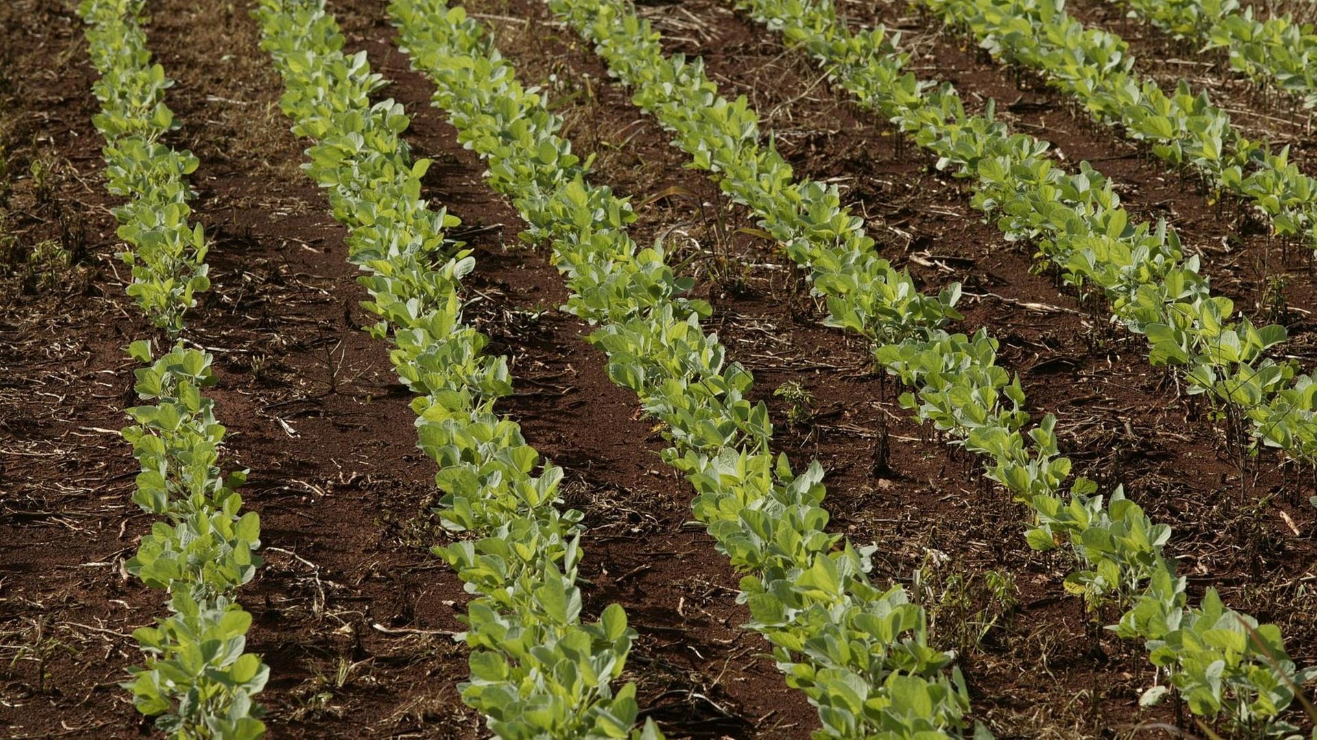 Genmanipulierter Anbau von Sojapflanzen in Paraguay