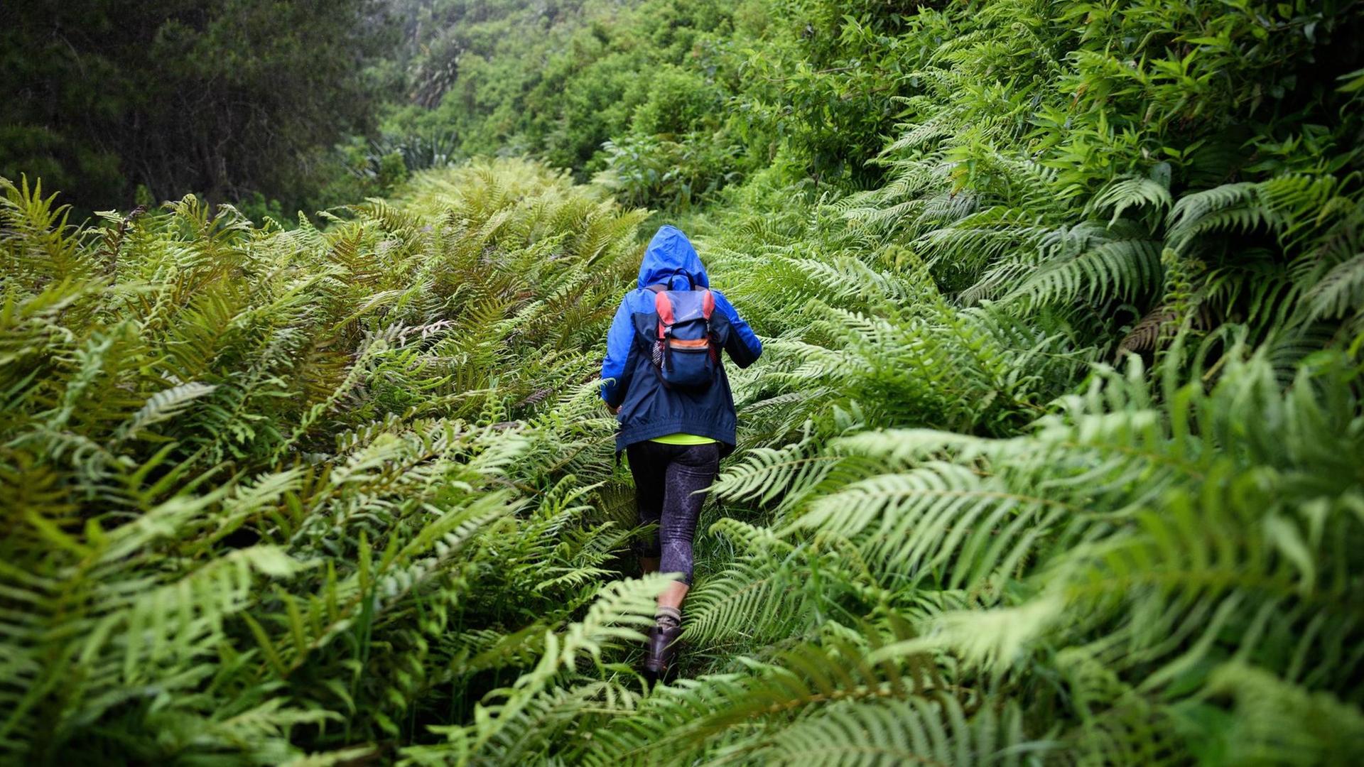 Ein Frau läuft durch von Farnen gesäumten etwas tropisch anmutenden Wald. Sie nur von hinten zu sehen und trägt blaue Outdoor-Kleidung.