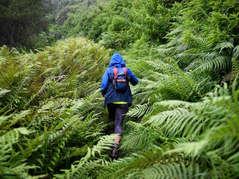 Ein Frau läuft durch von Farnen gesäumten etwas tropisch anmutenden Wald. Sie nur von hinten zu sehen und trägt blaue Outdoor-Kleidung.