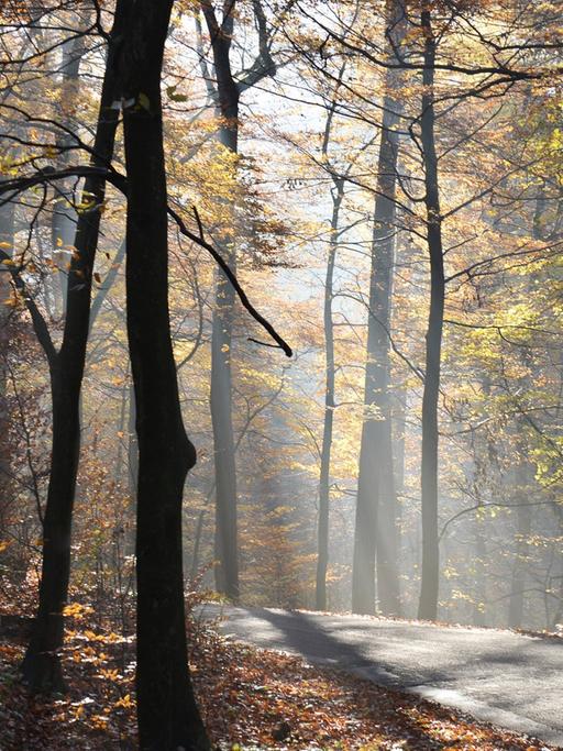 Novembernebel und erster Raureif verzaubern den Herbstwald im Sauerland auch in diesem Monat.