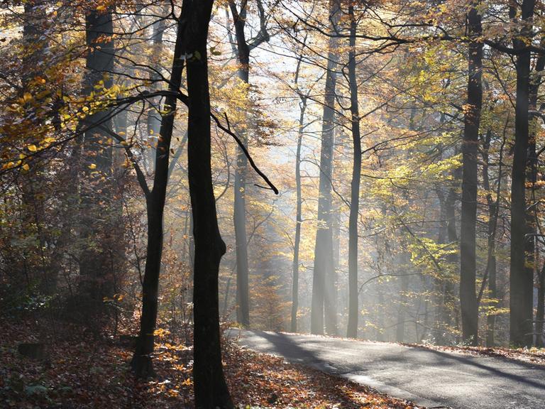 Novembernebel und erster Raureif verzaubern den Herbstwald im Sauerland auch in diesem Monat.