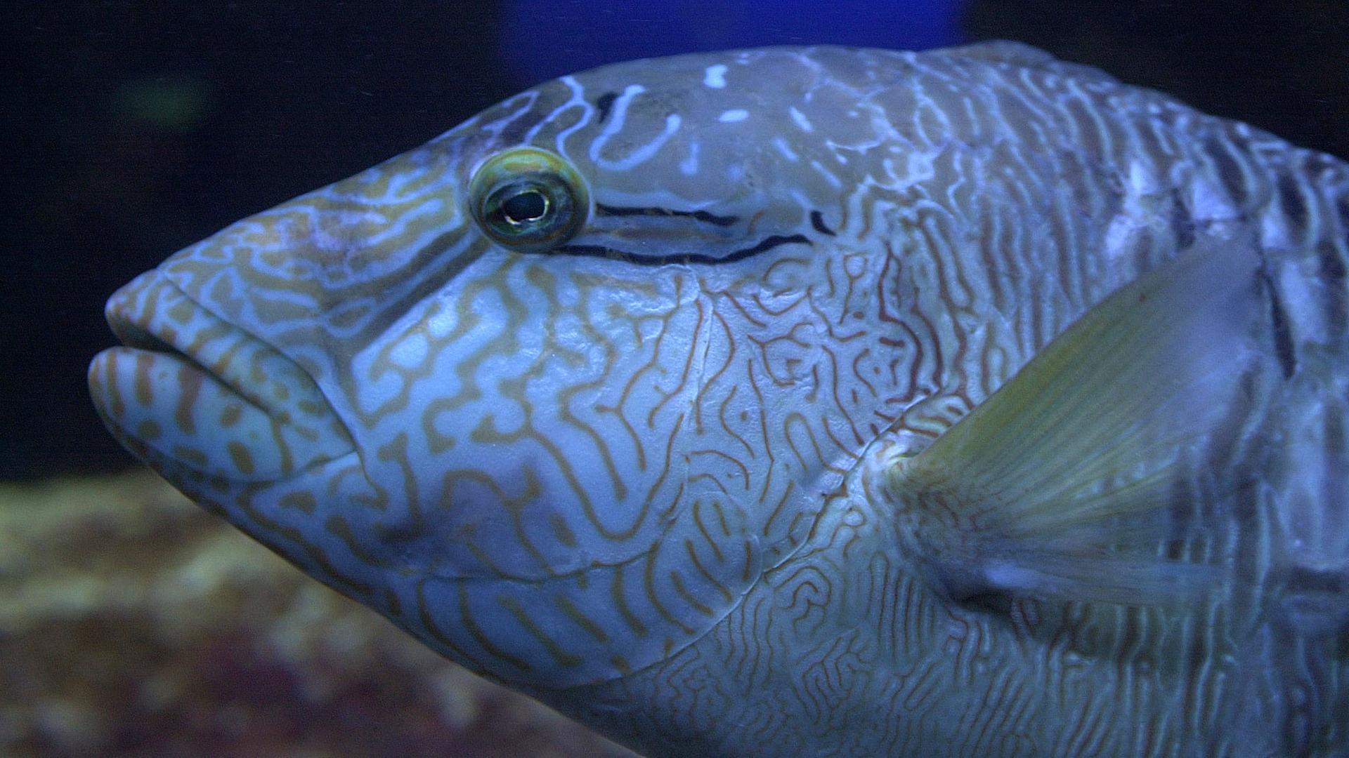 Ein Lippfisch schwimmt hinter der Panzerglasscheibe in einem Aquarium des Meereszentrums in Burg auf Fehmarn.