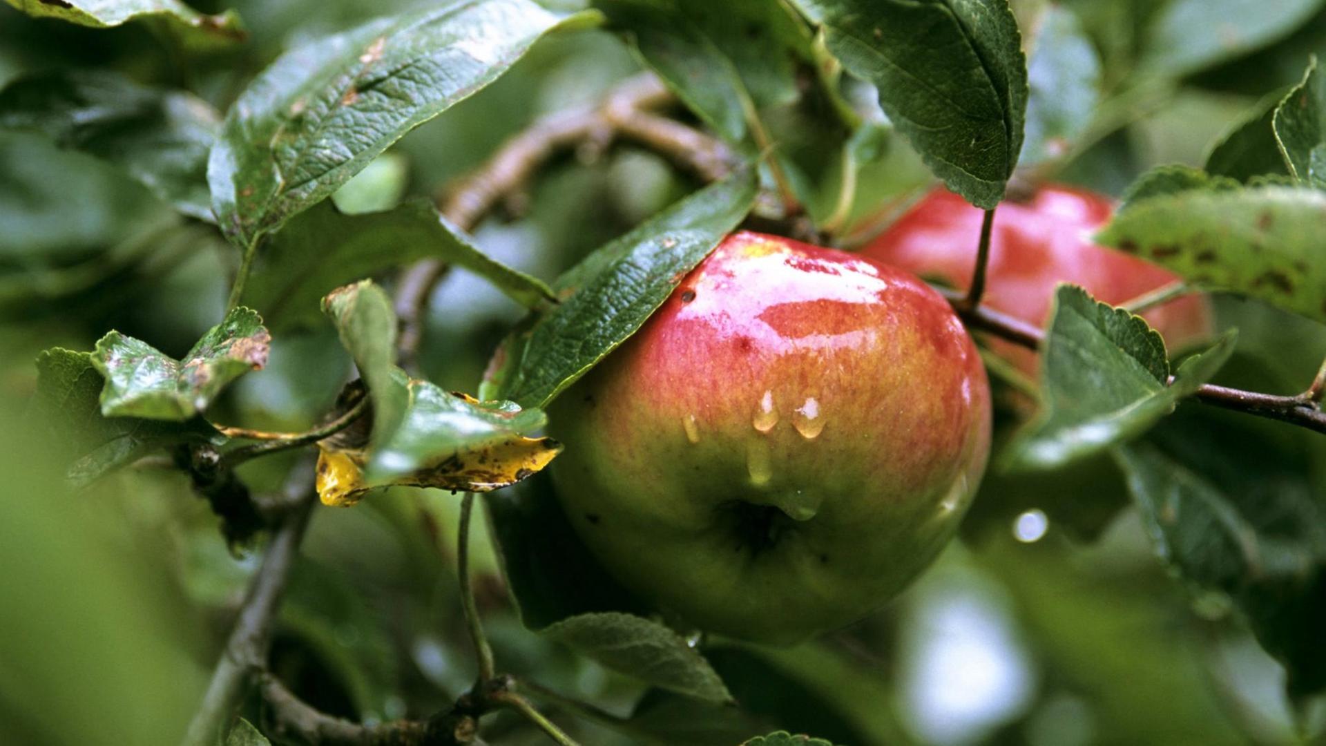 Gravensteiner Äpfel an einem Baum.