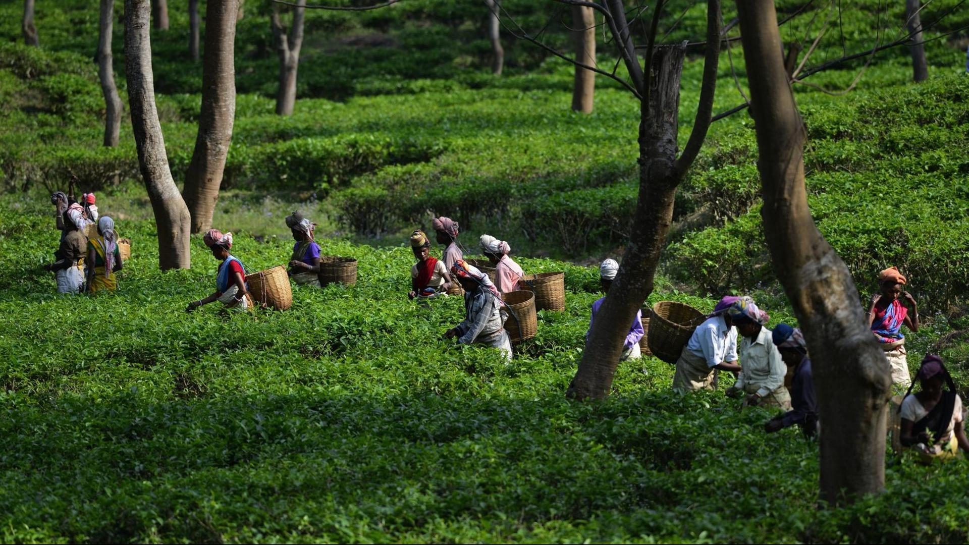 ARCHIV - 25.03.2016, Indien, Bokakhat: Teepflückerinnen arbeiten auf einer Teeplantage bei Bokakhat im indischen Bundesstaat Assam. Die Nichtregierungsorganisation Oxfam hat den deutschen Teemarkt wegen der Arbeitsbedingungen auf Teeplantagen im indischen Assam kritisiert. Foto: epa/dpa +++ dpa-Bildfunk +++