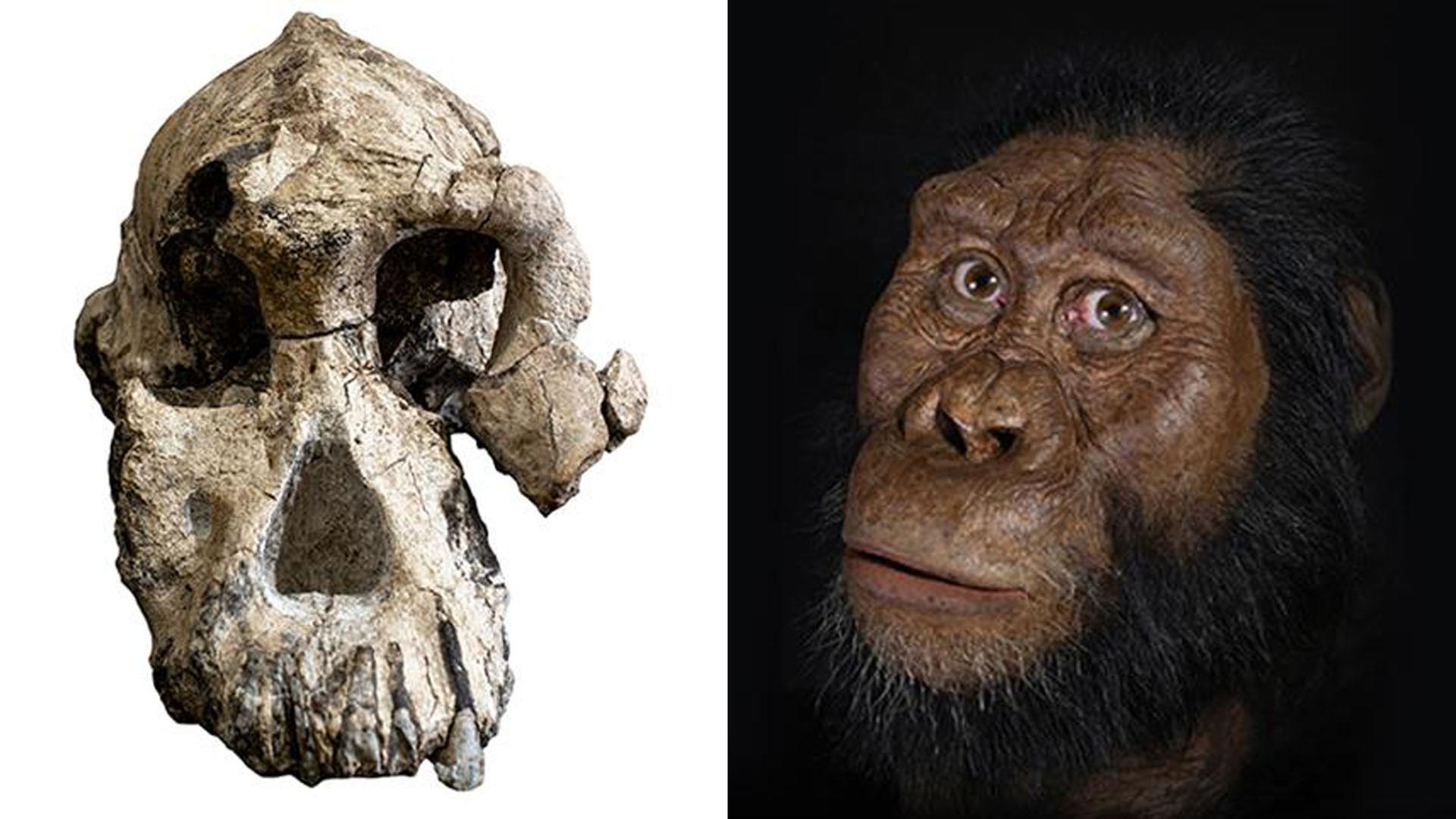 Schädel des Australopithecus anamensis, daneben Rekonstruktion des Gesichts, durchgeführt am Cleveland Museum of Natural History