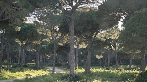 Pinienwald im Abendlicht in der andalusischen Stadt Conil de la Frontera