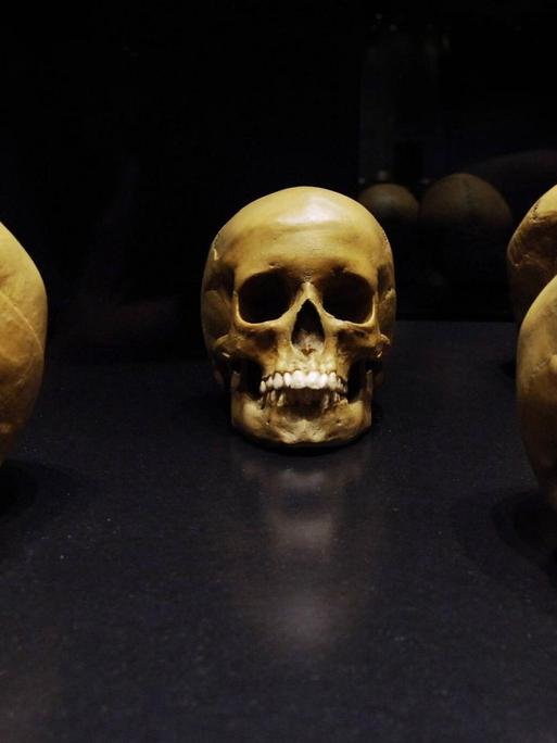 Neandertaler-Schädel während der Gastausstellung - Wege zum Menschen - im Museum für Naturkunde in Berlin anlässlich des 200. Geburtstages von Charles Darwin.