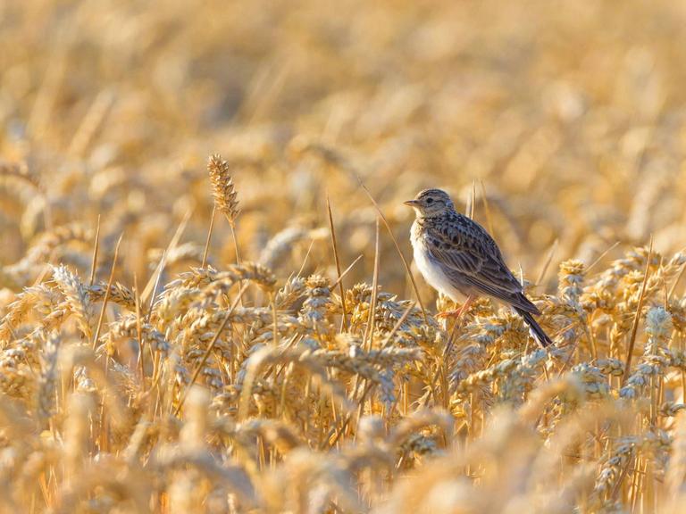 Feldlerche (Alauda arvensis), sitzt in einem Weizenfeld und wacht am Nest