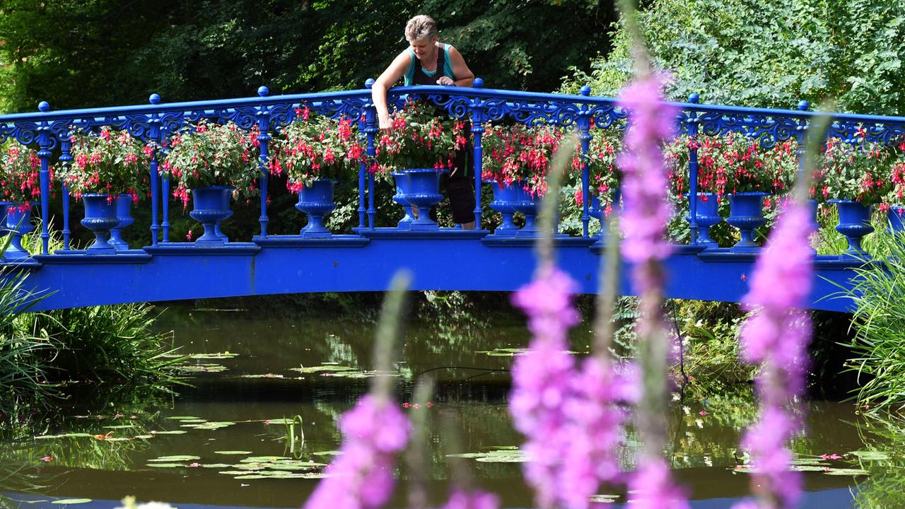 Parkgärtnerin Babette Lange pflegt im Fürst Pückler-Park in Bad Muskau die Pflanzen auf der blauen Fuchsienbrücke im Blauen Garten.