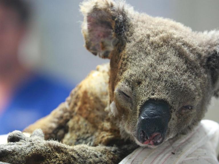 PORT MACQUARIE, AUSTRALIA - NOVEMBER 19: An injured koala receives treatment after its rescue from a bushfire at the Port Macquarie Koala Hospital on November 19, 2019 in Port Macquarie, Australia. PUBLICATIONxINxGERxSUIxAUTxHUNxONLY Copyright: xVCGx CFP111259953695