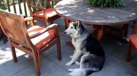 Ein Hund sitzt auf einer Terasse zwischen Stühlen und Tisch.
