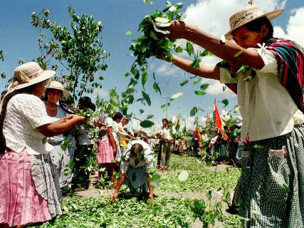 Kokabauern in Chimore, Bolivien