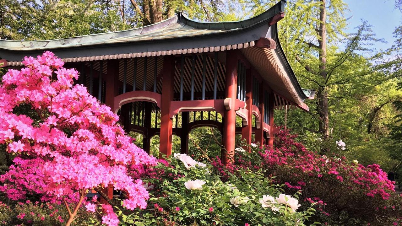 Im Hintergrund ist das Dach einer chinesischen Pagode zu sehen. Im Vordergrund die Blüte eines Rhododendrons.