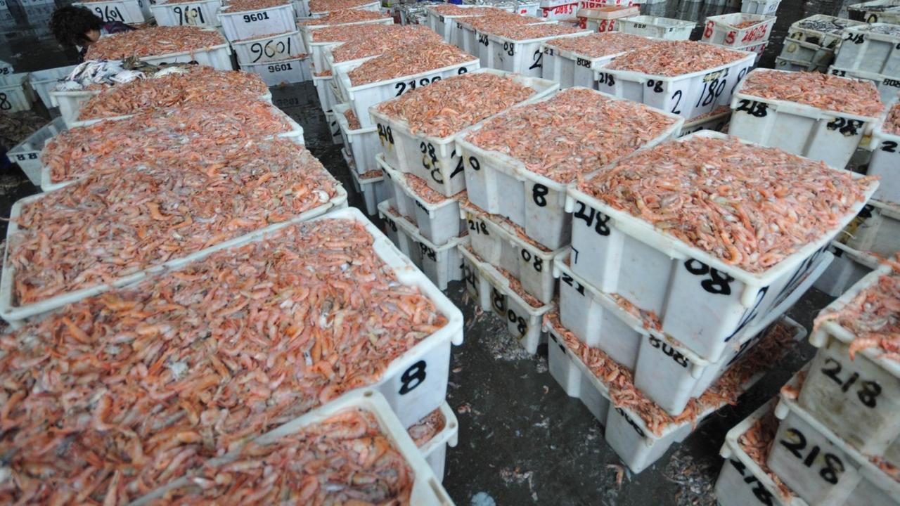 Shrimpskörbe, bereitgestellt zum Verkauf