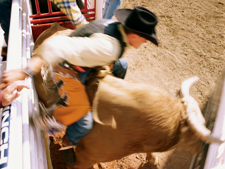 Bullenreiten - Rodeo genießt in Calgary hohe Popularität Bullenreiten - Rodeo genießt in Calgary hohe Popularität