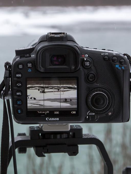 Ein Fotoapparat steht in der Natur bei Weißkopfseeadlern.