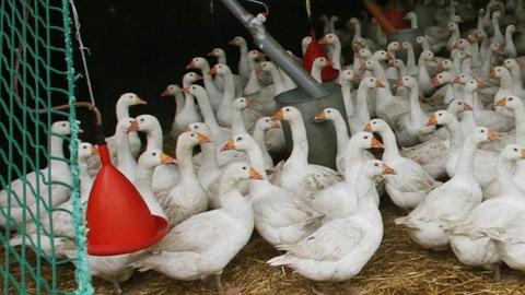 Gänse leben am 15.11.2016 im Ruhrgebiet (Nordrhein-Westfalen) nach der angeordneten Stallpflicht im Stall. In bestimmten Teilen Nordrhein-Westfalens gilt seit heute wegen der Vogelgrippe eine Stallpflicht für Geflügel.