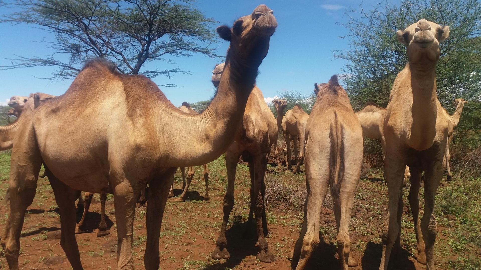 Eine Kamelherde ist am 09.05.2017 nahe der Stadt Isiolo (Kenia) zu sehen. Immer mehr traditionelle Rinderzüchter steigen in Kenia auf die Haltung von Kamelen um. Foto: Thilo Thielke/dpa | Verwendung weltweit