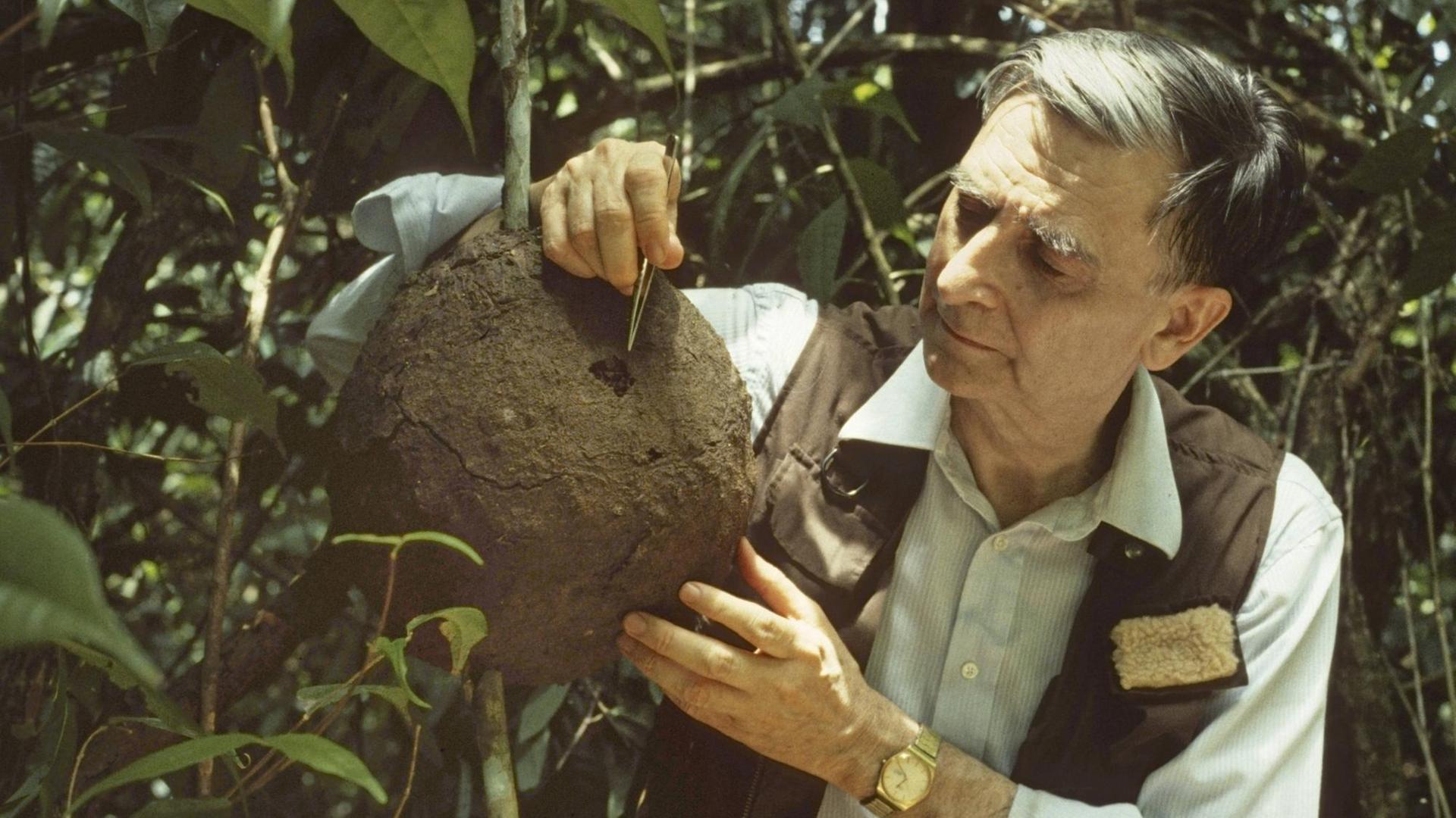 Edward O. Wilson bricht in ein Termiten-Nest, um für eine BBC-Filmproduktion zu zeigen, wie schnell die Insekten in der Lage sind, ihr beschädigtes Heim zu reparieren (1992)