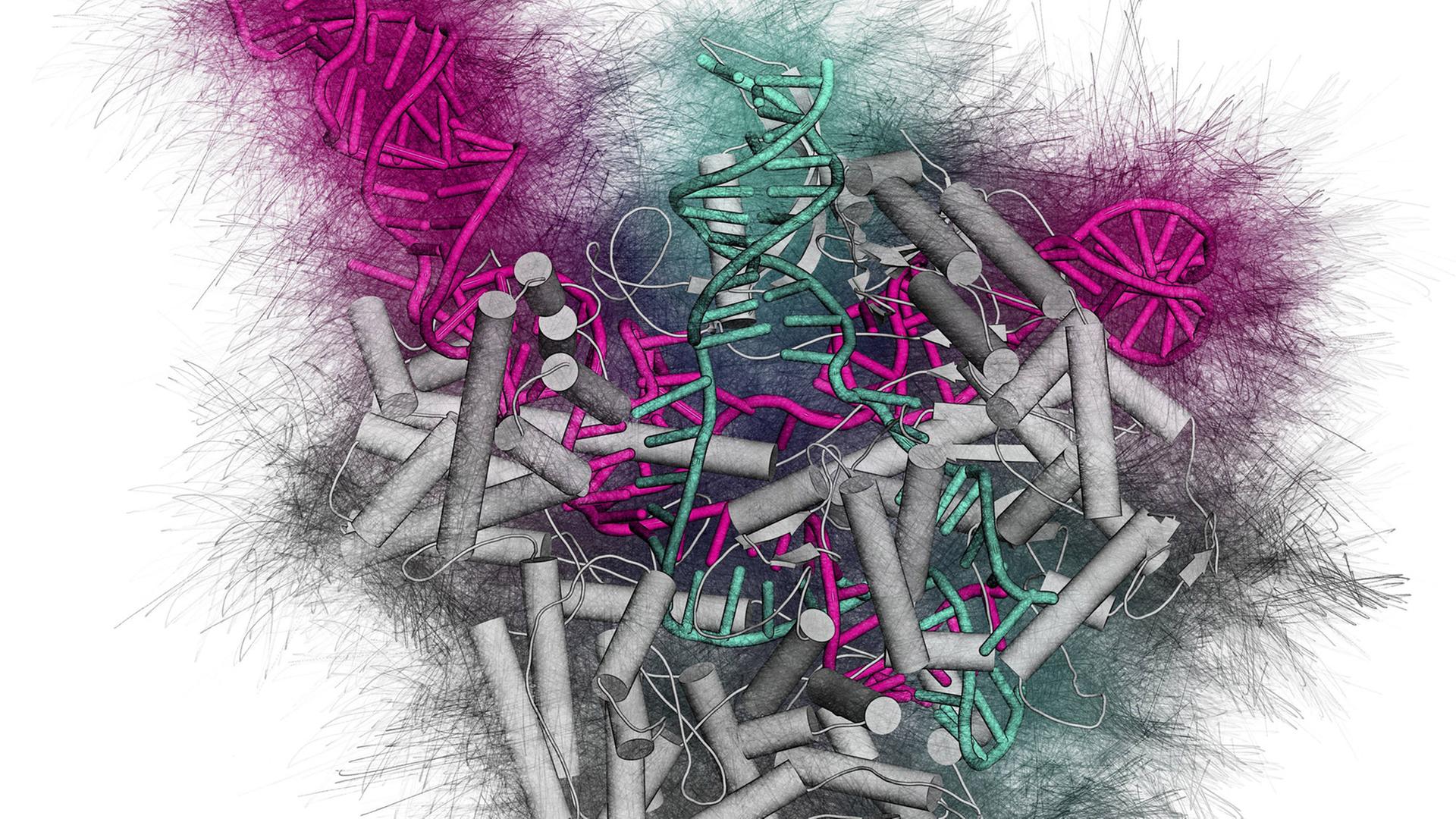 Ein CRISPR-CAS9 Genscheren-Komplex von Streptococcus pyogenes. Das Cas9 Nuklease Protein (grau) nutzt eine RNA-Sequenz (pink), um DNA (grün) zu schneiden.