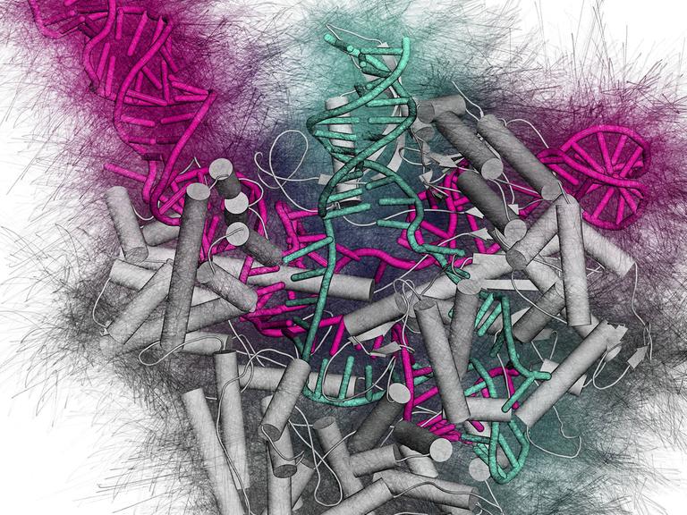 Ein CRISPR-CAS9 Genscheren-Komplex von Streptococcus pyogenes. Das Cas9 Nuklease Protein (grau) nutzt eine RNA-Sequenz (pink), um DNA (grün) zu schneiden.