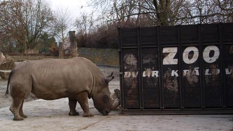 Ein Nördliches Breitmaulnashorn beschnuppert in seinem Gehege im tschechischen Zoo Dvur Kralove (Königinhof an der Elbe) einen Reisecontainer.