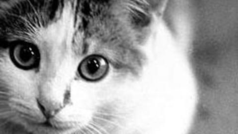 Katzen haben sieben Leben. Katzen haben sieben Leben.