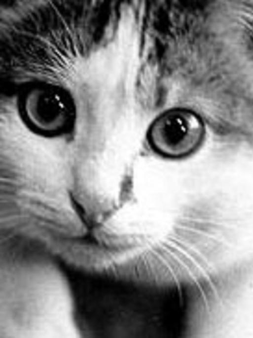 Katzen haben sieben Leben.